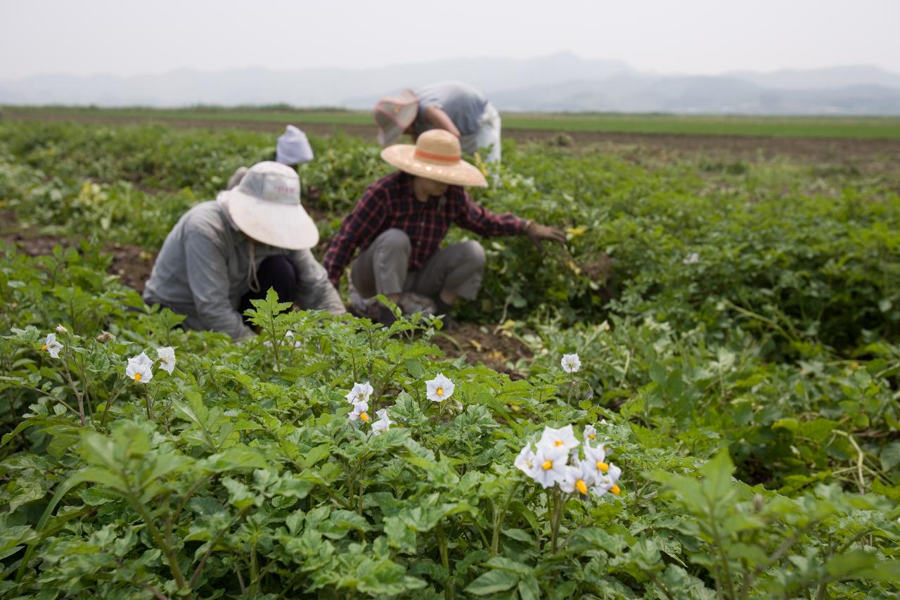 웰빙감자 수확2