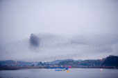 금강하구둑 호수 위에서 가창오리떼가 군무를 이루며 비행하는 장면사진(00003)