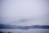 금강하구둑 상공의 가창오리떼 군무를 이루며 비행하는 장면사진(00007)