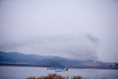 금강하구둑 호수 위에서 가창오리떼가 군무를 이루며 비행하는 장면사진(00008)