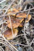 얇은 나뭇가지사이로 보이는 독버섯들의 모습3사진(00003)