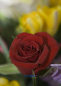 빨간색 장미꽃이 펴있는 모습사진(00001)