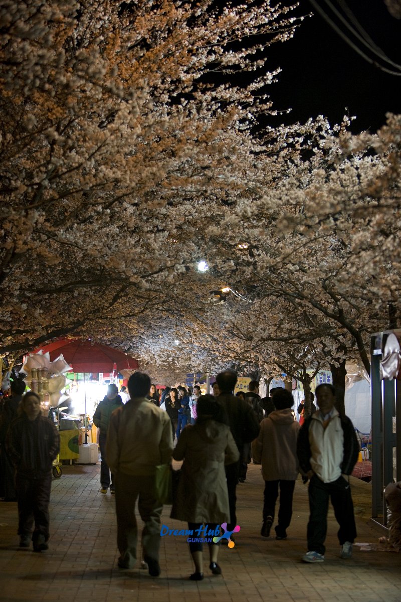벚꽃축제에 놀러 오신 시민들의 모습1