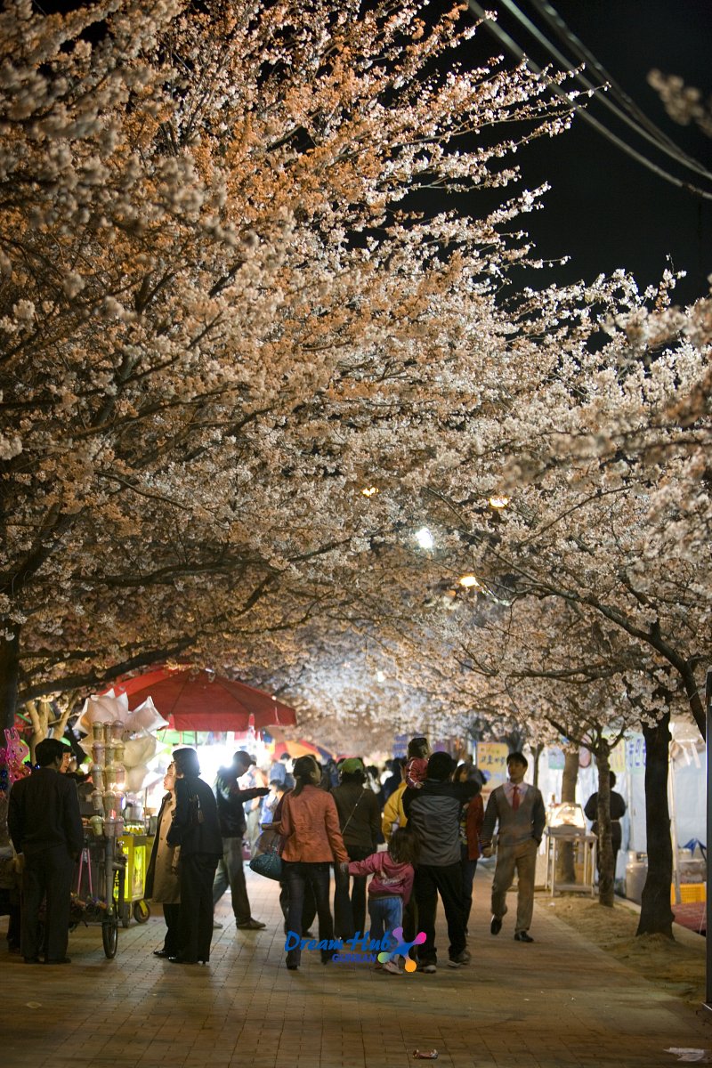 벚꽃축제에 놀러 오신 시민들의 모습2