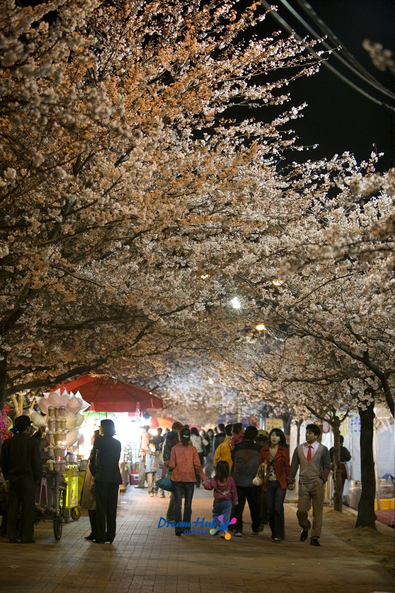 벚꽃축제에 놀러 오신 시민들의 모습3