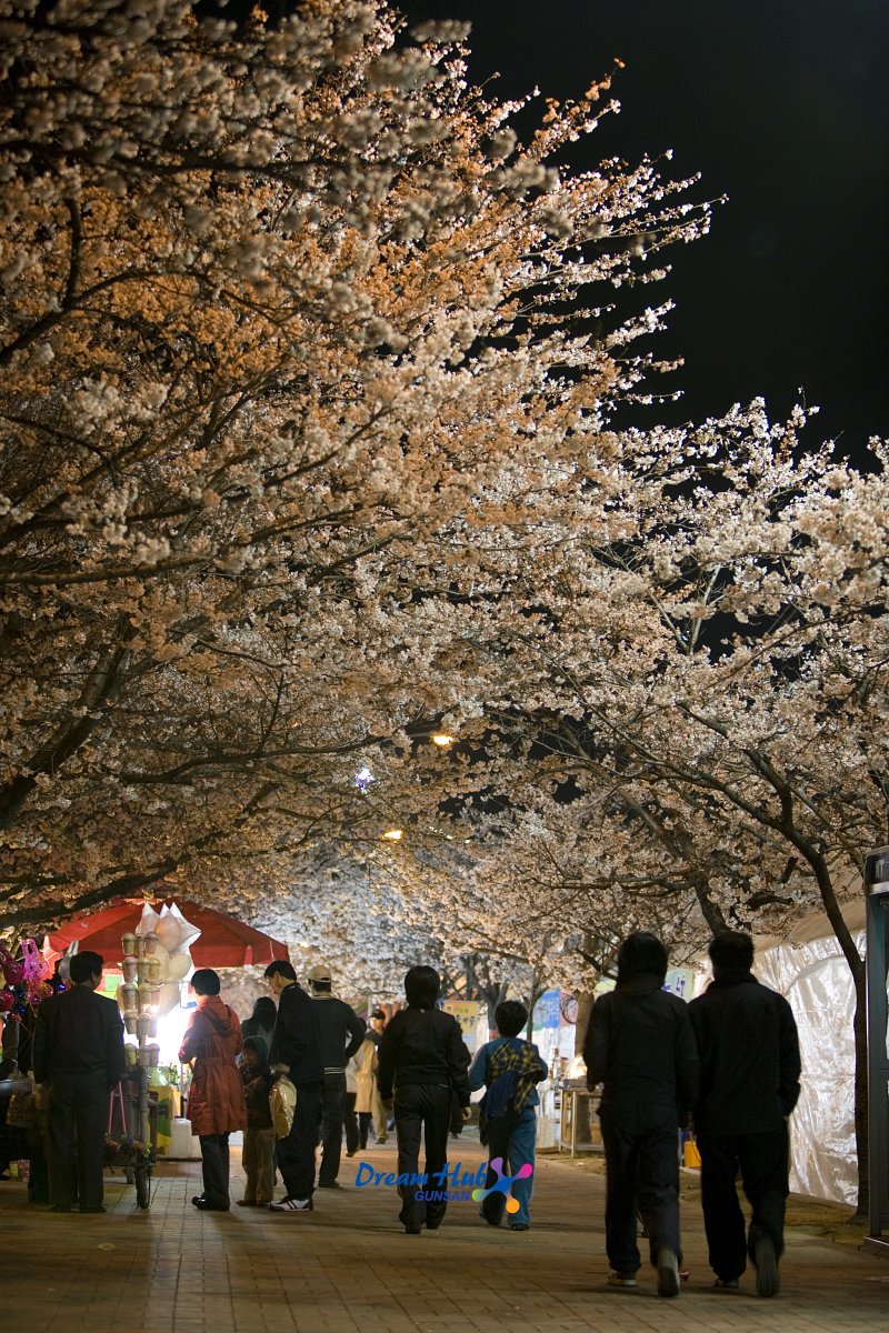 벚꽃축제에 놀러 오신 시민들의 모습4