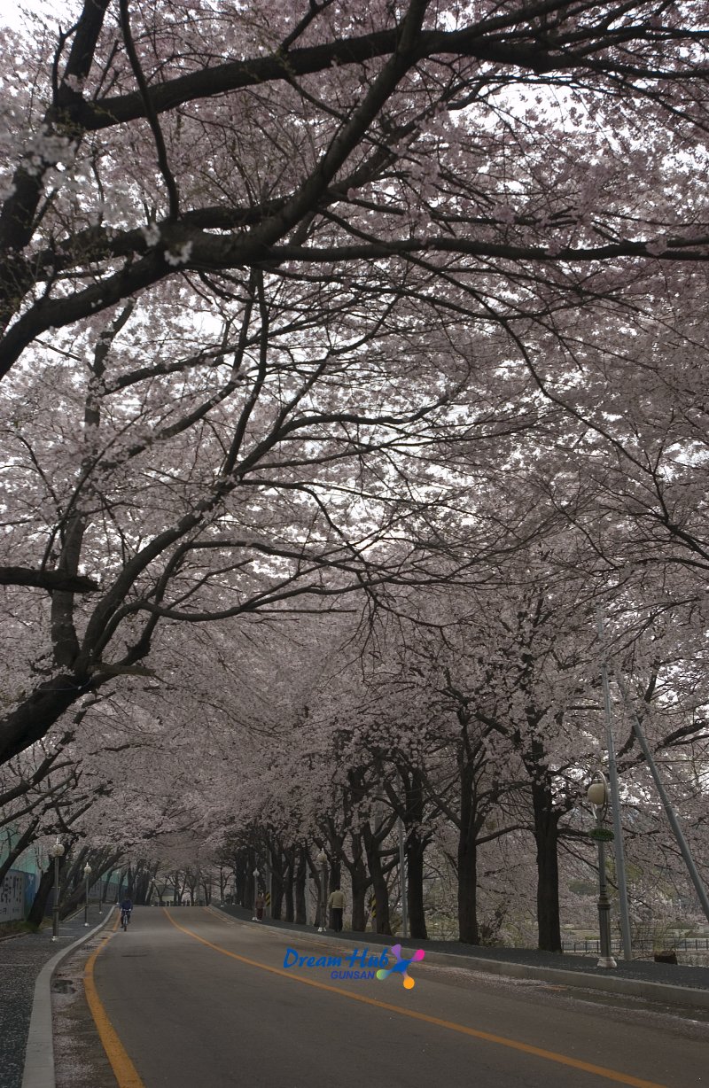 은파유원지의 벚꽃나무에 벚꽃이 활짝 핀 벚꽃나무 길 모습1