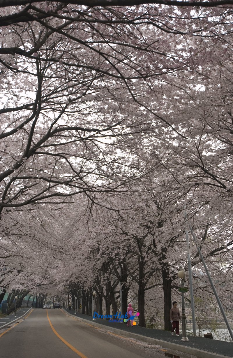 은파유원지의 벚꽃나무에 벚꽃이 활짝 핀 벚꽃나무 길 모습2