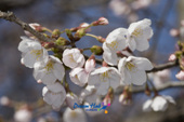 벚꽃이 펴있는 나뭇가지의 모습사진(00001)