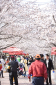 벚꽃놀이를 오신 시민들의 모습사진(00002)