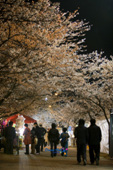 벚꽃축제에 놀러 오신 시민들의 모습4사진(00009)