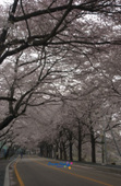 은파유원지의 벚꽃나무에 벚꽃이 활짝 핀 벚꽃나무 길 모습1사진(00001)