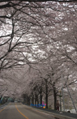 은파유원지의 벚꽃나무에 벚꽃이 활짝 핀 벚꽃나무 길 모습2사진(00002)
