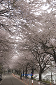 은파유원지의 벚꽃나무에 벚꽃이 활짝 핀 벚꽃나무 길 모습3사진(00004)
