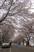 은파유원지의 벚꽃나무에 벚꽃이 활짝 핀 벚꽃나무 길 모습4사진(00005)