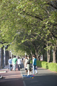 시민들이 산책나와있는 은파 가로수길2사진(00002)
