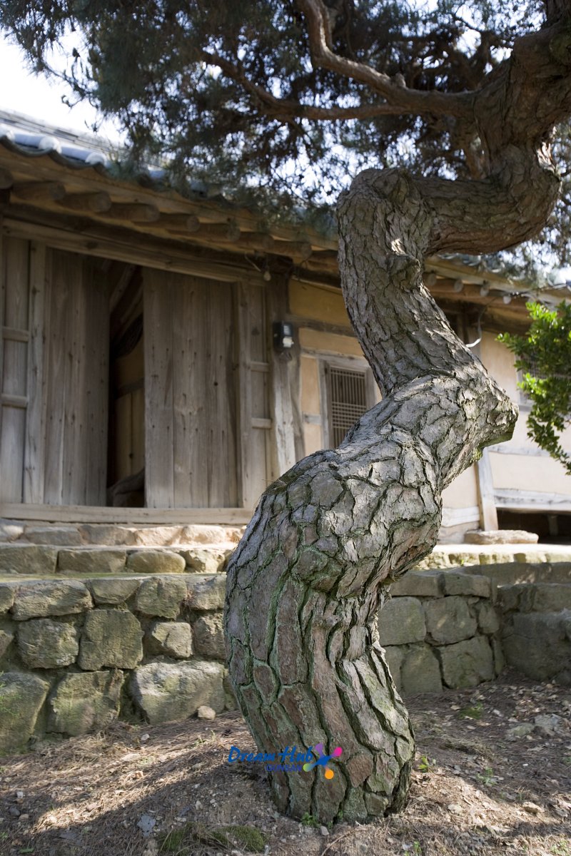 지정 유형문화재 가옥_채원병가옥 정원에 있는 휘어진 나무와 가옥 건물의 모습1