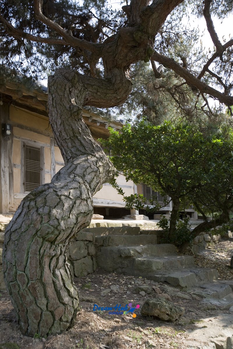 지정 유형문화재 가옥_채원병가옥 정원에 있는 휘어진 나무와 가옥 건물의 모습2
