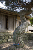 지정 유형문화재 가옥_채원병가옥 정원에 있는 휘어진 나무와 가옥 건물의 모습1사진(00006)