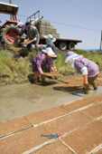 묘판을 옮기는 농부들의 모습2사진(00002)