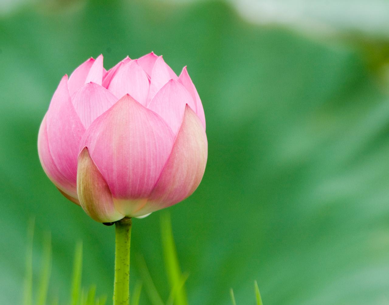 활짝 피기 직전의 연꽃1