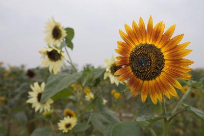 하얗고 노란색의 해바라기들1