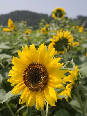 해바라기밭의 해바라기들1