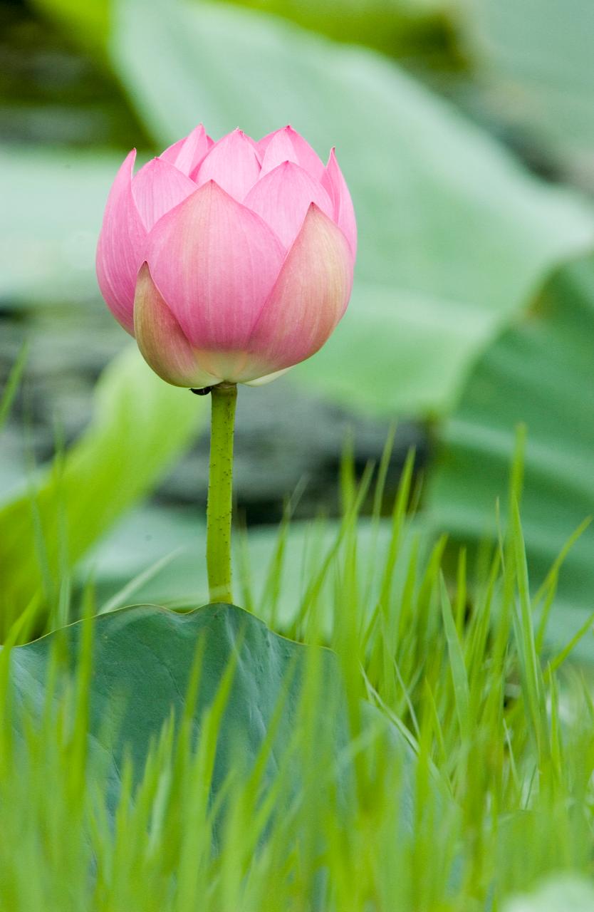 활짝 피기 직전의 연꽃4