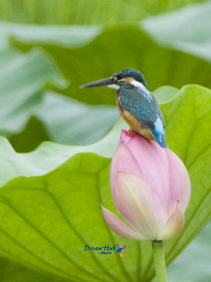 꽃봉오리 상태인 연꽃위에 앉아있는 물총새의 모습