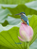 꽃봉오리 상태인 연꽃위에 앉아있는 물총새의 모습사진(00001)
