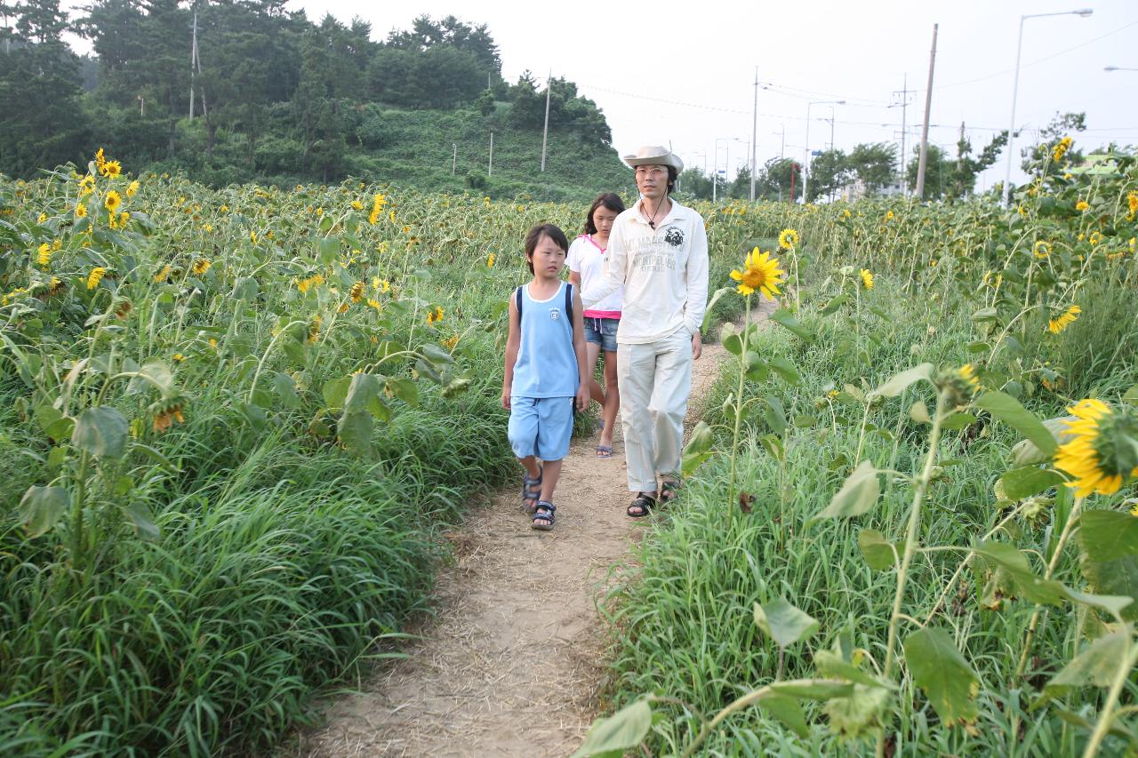 해바라기밭을 구경온 시민가족의 모습1