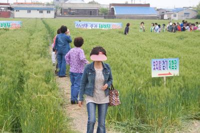 보리밭걷기체험을 하는 관광객들