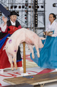 돼지로 굿을 하는 무당2사진(00008)