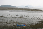 바닷가에 앉아있는 새들의 모습2사진(00013)
