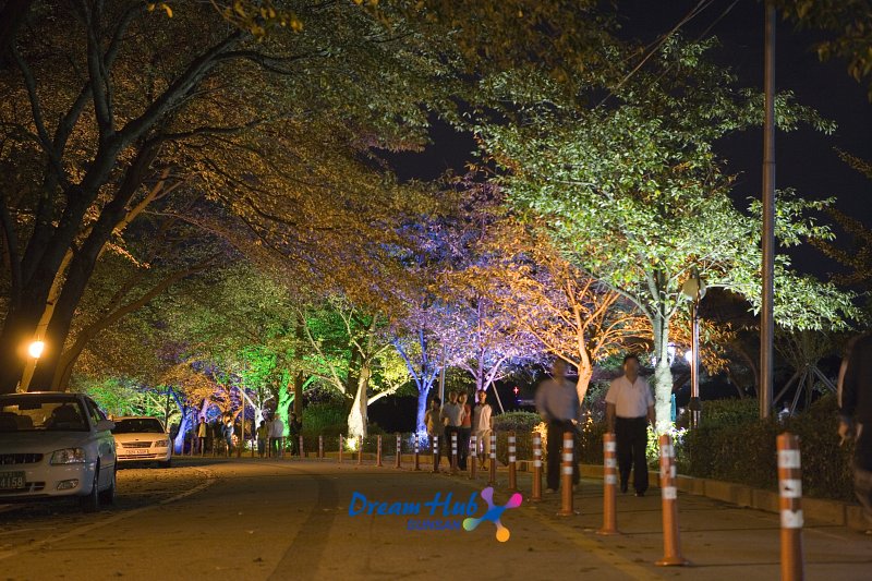 은파유원지의 여러가지 조명빛때문에 색깔이 변한 가로수 길을 산책하시는 시민들의 모습3