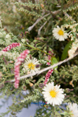 자주빛 길게 늘어진 들꽃과 하얀꽃잎에 가운데는 노란 들꽃의 모습1사진(00001)