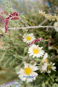 자주빛 길게 늘어진 들꽃과 하얀꽃잎에 가운데는 노란 들꽃의 모습3사진(00003)