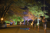은파유원지의 여러가지 조명빛때문에 색깔이 변한 가로수 길을 산책하시는 시민들의 모습2사진(00002)