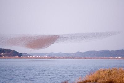 철새 가창오리