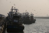 해망동의 작은 항포구에 정박해 있는 배들과 그 주위를 맴돌고 있는 갈매기들2사진(00003)