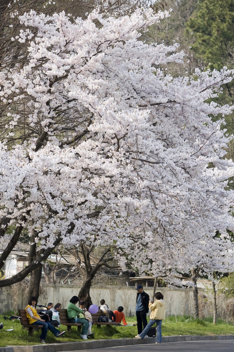 벚꽃이 만개한 나무 아래서 쉬고 있는 시민들1