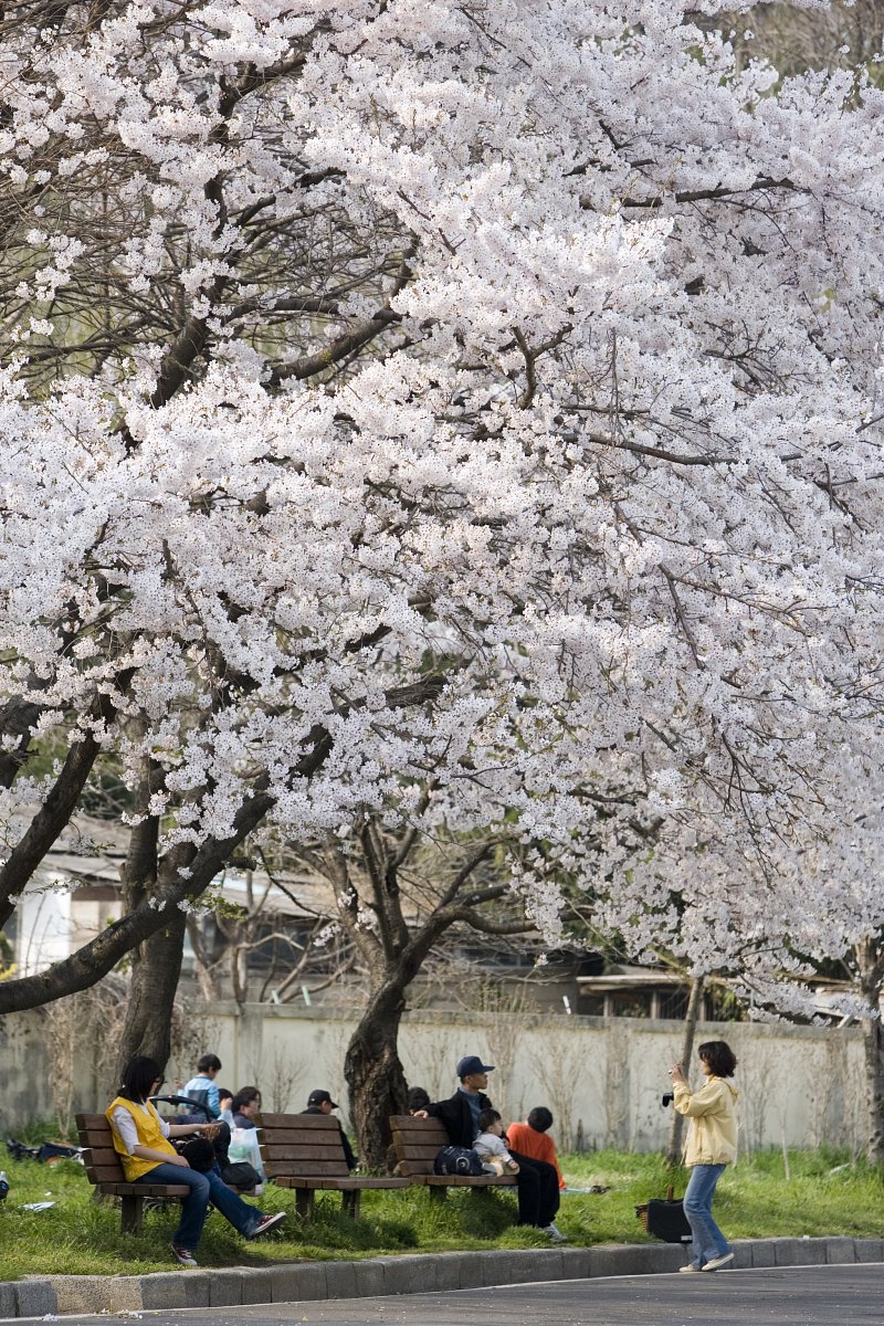 벚꽃이 만개한 나무 아래서 쉬고 있는 시민들2