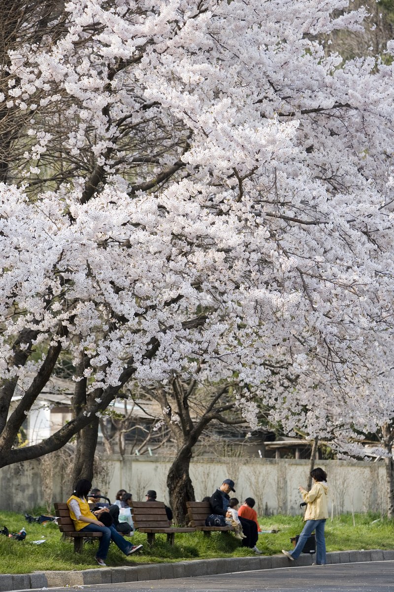 벚꽃이 만개한 나무 아래서 쉬고 있는 시민들4