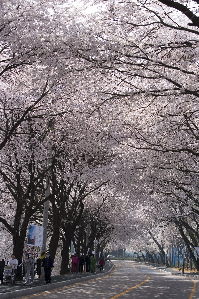 벚꽃이 만개한 나무들이 줄지어 서 있는 은파유원지의 도로1