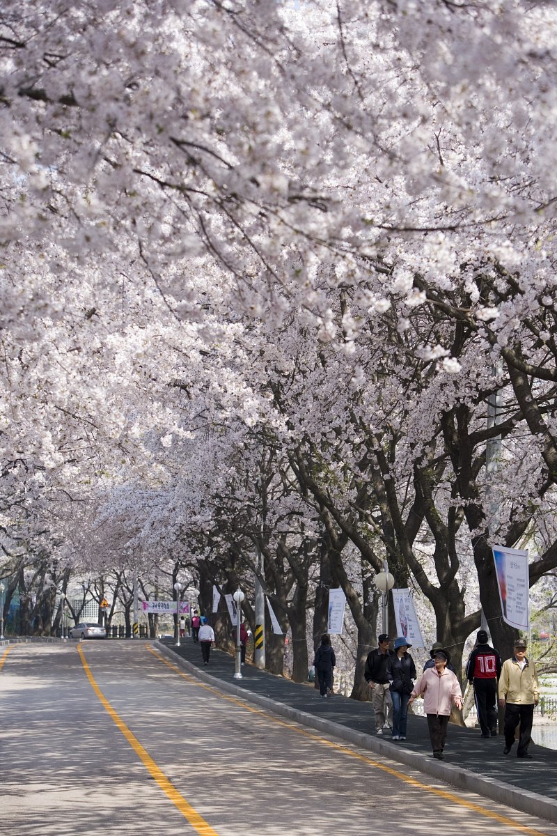 벚꽃이 만개한 나무들이 줄지어 서 있는 은파유원지의 도로2