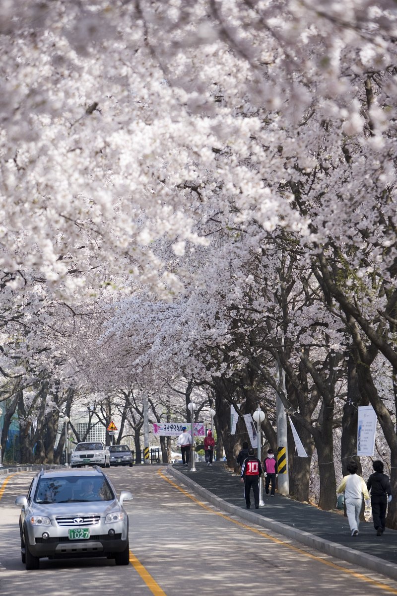 벚꽃이 만개한 나무들이 줄지어 서 있는 은파유원지의 도로를 지나고 있는 차