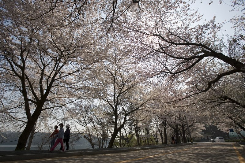 벚꽃이 만개한 나무들이 줄지어 서 있는 은파유원지의 도로3