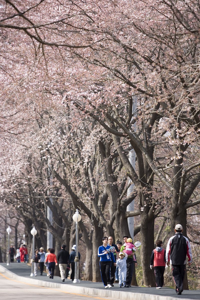 벚꽃이 가득 피어 있는 은파유원지 산책길을 걷고 있는 사람들1