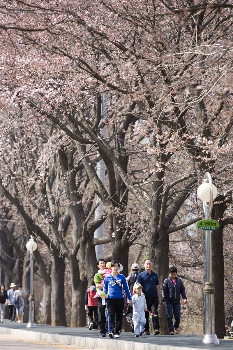 벚꽃이 가득 피어 있는 산책길을 걷고 있는 사람들2