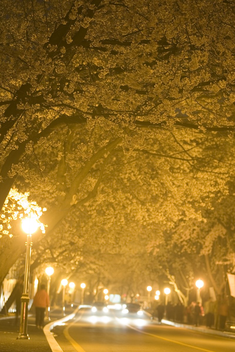 노란가로등의 빛이 비추고 있는 벚꽃이 가득 피어있는 은파유원지3